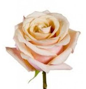 ΤΡΙΑΝΤΑΦΥΛΛΑ ΣΟΜΟΝ 50εκ. ROSEN MOYHE 50CM
